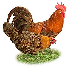Domaca koko�ka (Gallus gallus domesticus)