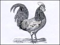 crtež pijetla iz knjige